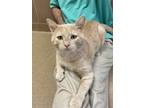 Adopt Morris a Domestic Shorthair / Mixed cat in Lincoln, NE (41559980)