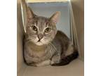 Adopt Smokie a Domestic Shorthair / Mixed cat in Lincoln, NE (41559979)