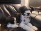 Adopt Nightshade a White - with Black Mixed Breed (Medium) / Mixed dog in De