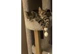 Adopt Siam a Black & White or Tuxedo Domestic Shorthair / Mixed (short coat) cat