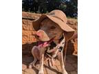 Adopt Montey a English Pointer, Pointer