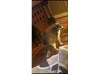 Adopt Boots a Gray or Blue (Mostly) Russian Blue / Mixed (medium coat) cat in