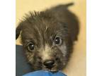 Adopt Comet a Mixed Breed (Medium) / Mixed dog in Mipiltas, CA (41559813)