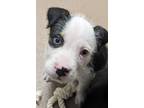 Adopt Cosmo a Mixed Breed (Medium) / Mixed dog in Mipiltas, CA (41559812)