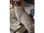 Adopt Anastasia a Gray, Blue or Silver Tabby Domestic Shorthair / Mixed (short