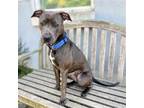 Adopt Laurel a American Pit Bull Terrier / Mixed dog in Oakland, CA (41559755)