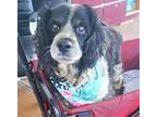 Adopt Duke a Black - with Gray or Silver Cocker Spaniel / Mixed dog in Virginia