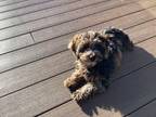 Adopt Stella a Brown/Chocolate - with Black Dachshund / Poodle (Miniature) /