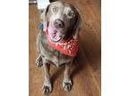 Adopt Molly a Gray/Silver/Salt & Pepper - with White Labrador Retriever / Mixed