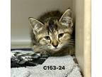 Adopt Foster C153-24 a Brown or Chocolate (Mostly) Domestic Shorthair / Mixed
