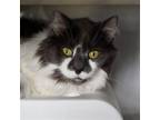 Adopt Zander a Gray or Blue (Mostly) Domestic Mediumhair / Mixed (medium coat)