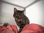 Adopt Olliver Banks a Domestic Shorthair / Mixed (short coat) cat in Raleigh