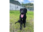 Adopt Roxy a Labrador Retriever / Catahoula Leopard Dog / Mixed dog in Ridgely