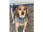 Adopt Bonnie a Black Beagle / Mixed Breed (Medium) / Mixed (short coat) dog in