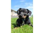 Adopt Jello a Tricolor (Tan/Brown & Black & White) Mixed Breed (Large) / Mixed
