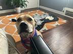 Adopt Dottsy a Tan/Yellow/Fawn Pit Bull Terrier / Boxer / Mixed dog in