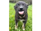 Adopt Skunk a Black - with Tan, Yellow or Fawn German Shepherd Dog / Husky /