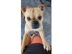 Adopt Pixie a Tan/Yellow/Fawn Pug dog in Kelowna, BC (41558061)