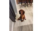 Adopt Maximas (Max) a Red/Golden/Orange/Chestnut Golden Retriever / Irish Setter