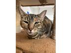 Adopt Lisa (Sophie) (Cocoa Adoption Center) a Gray or Blue Domestic Shorthair /