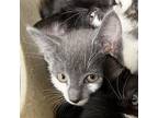 Adopt Lapis a Gray or Blue Domestic Shorthair / Mixed Breed (Medium) / Mixed