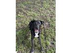 Adopt Morgan a Black - with White Labrador Retriever / American Pit Bull Terrier