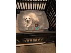 Adopt Baxter a Tan/Yellow/Fawn - with White Havanese / Mixed dog in Overland