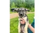 Adopt Newt a Black - with Tan, Yellow or Fawn German Shepherd Dog / Husky /