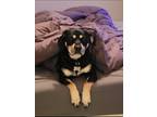 Adopt Cooper a Black - with Tan, Yellow or Fawn Labrador Retriever / Terrier