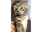 Adopt Beau II a Brown Tabby Domestic Shorthair (short coat) cat in Heathsville