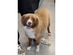 Adopt Honey a Australian Shepherd dog in Georgetown, OH (41559588)