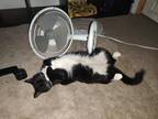 Adopt Easter a Black & White or Tuxedo Domestic Shorthair / Mixed (short coat)