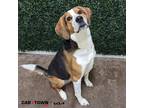 Adopt Spruce a Anatolian Shepherd / Mixed dog in Lexington, KY (41559542)