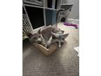 Adopt Fiji and Evian a Tan or Fawn (Mostly) American Shorthair / Mixed (medium
