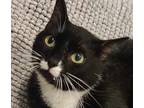 Adopt Cookie a Black & White or Tuxedo Domestic Shorthair (short coat) cat in