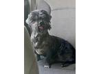 Adopt Pepper a Gray/Silver/Salt & Pepper - with Black Shih Tzu / Mixed dog in