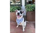 Adopt BUSTER a White - with Black Terrier (Unknown Type, Medium) / Mixed dog in