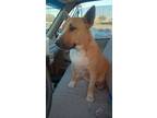 Adopt Scout a Brown/Chocolate - with Black Bull Terrier / Bull Terrier / Mixed