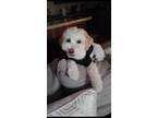 Adopt Rocco a White - with Tan, Yellow or Fawn Maltipoo / Mixed dog in Gilbert