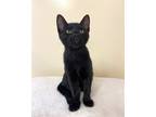 Adopt Kitten Nacho a All Black Domestic Shorthair / Mixed (short coat) cat in