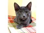 Adopt Kitten Nori a Gray or Blue Domestic Shorthair / Mixed (short coat) cat in