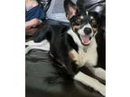 Adopt Maya a Black - with Tan, Yellow or Fawn Australian Shepherd / Corgi /