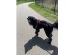 Adopt Charlie a Black Newfoundland / Anatolian Shepherd / Mixed dog in Lake