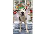 Adopt HITOMI a Black - with White Siberian Husky / Mixed dog in Tucson