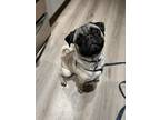 Adopt Hershey a White Pug dog in Kelowna, BC (41559426)