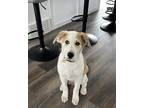 Adopt Penelope a White German Shepherd Dog / Border Collie dog in Kelowna