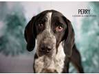 Adopt Perry a German Shorthaired Pointer, Bluetick Coonhound