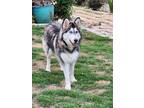 Adopt Noel Urgent a Husky / Mixed dog in Scottsboro, AL (41559404)