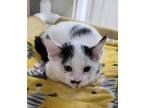 Adopt Firefly a Domestic Shorthair / Mixed (short coat) cat in Medford