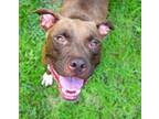 Adopt Azalea a American Staffordshire Terrier / Mixed dog in Mobile